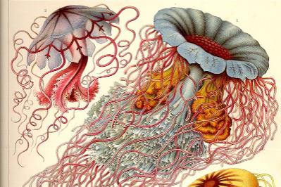 Haeckel Jelly Fish