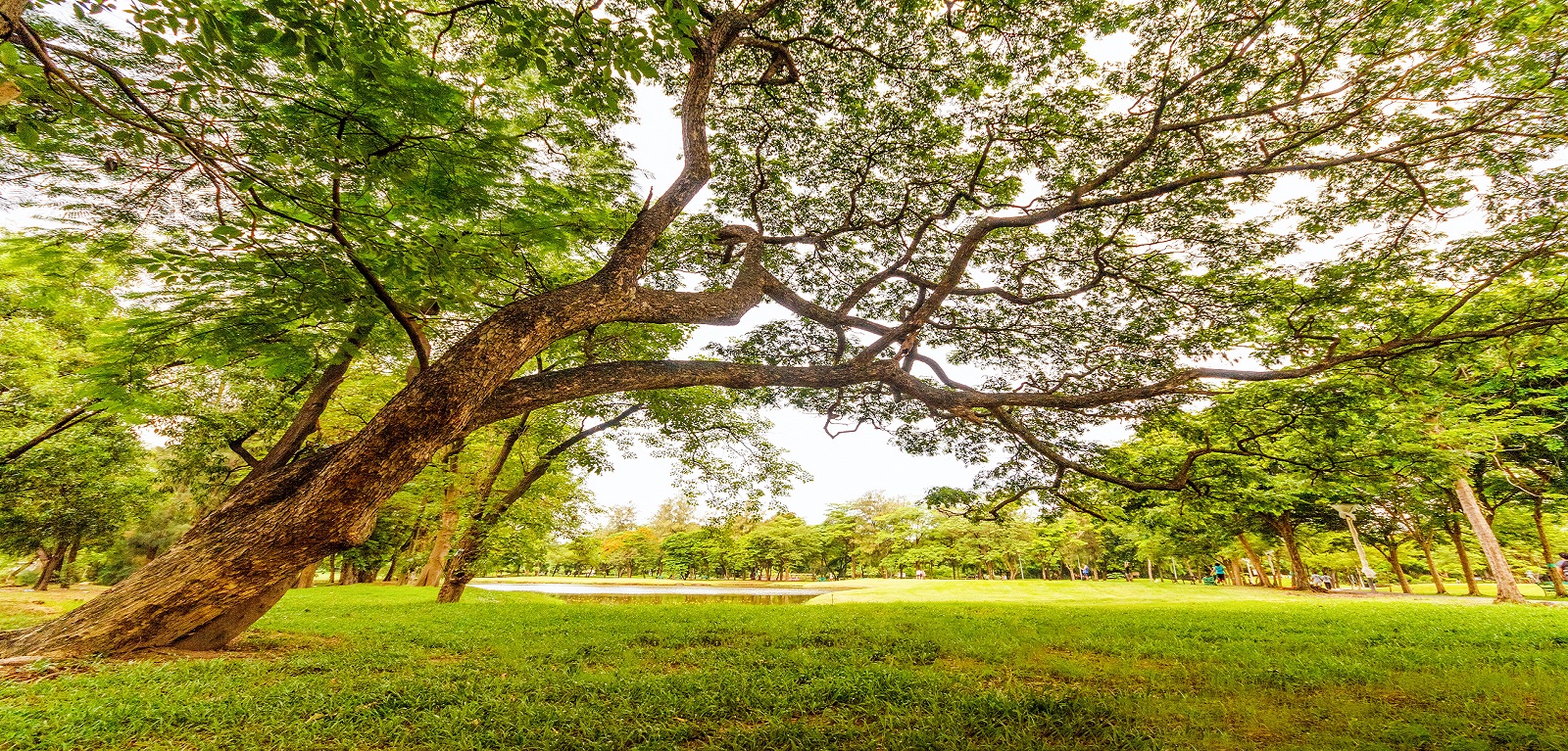 leaning tree